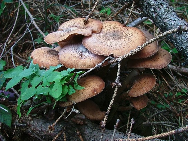 Armillaria ostoyae