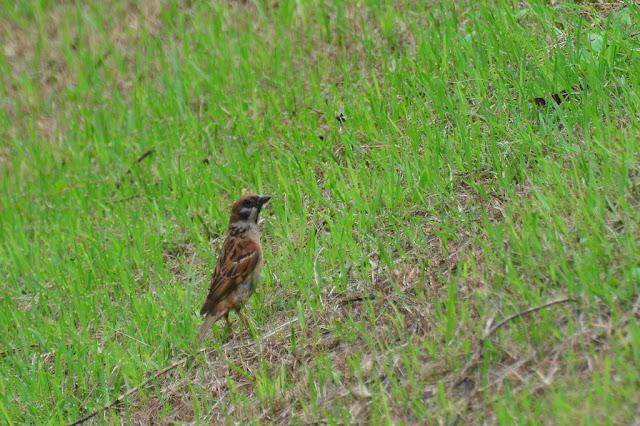 Passer montanus