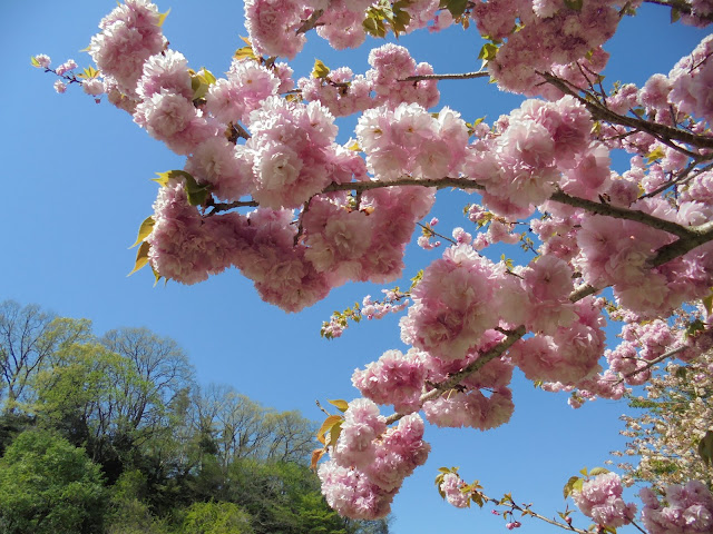 青い空に牡丹桜が素晴らしい