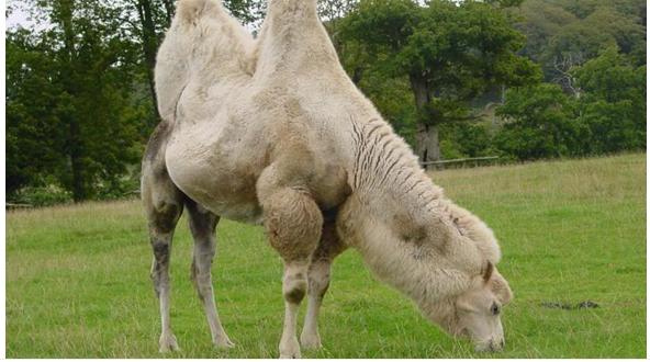 Watch Eid-al-Adha Videos - Eid-ul-Azha Cow Camel and Bakra 