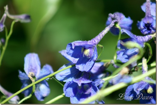 Delphinium_June10