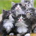 Tips Merawat Anak Kucing Persia yang Masih Kecil