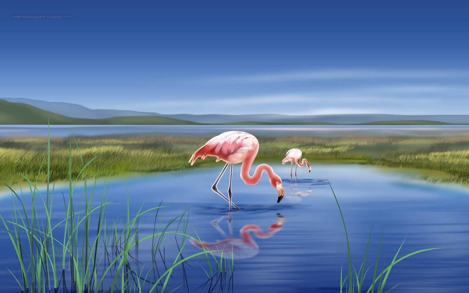Beautiful Wallpapers  for Desktop Flamingo  wallpapers  hd