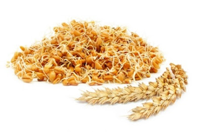 فوائد جنين القمح germe de blé للطيور