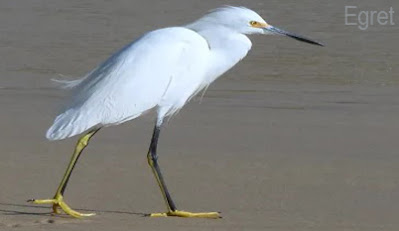 Egret