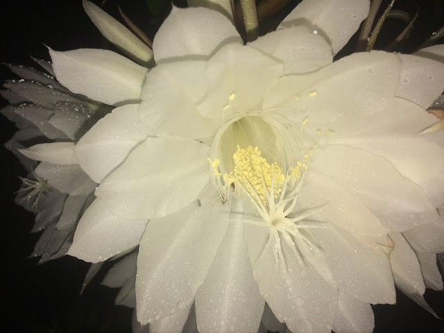 Nishagandhi Flower(Ananthasayanam) Blooming 