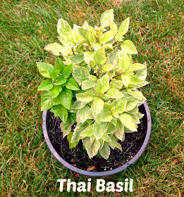 basil in a pot