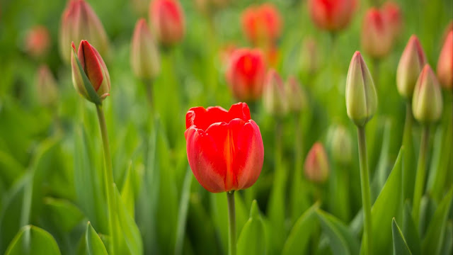 Tulip, Field, Flower, Red