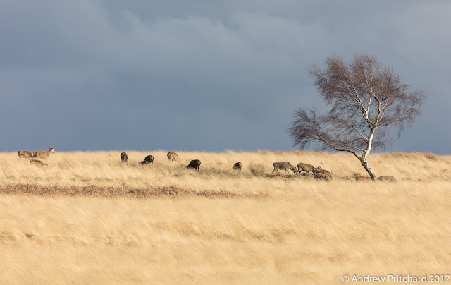 A group of deer grazing next to a solitary birch tree, with dark clouds in the background.