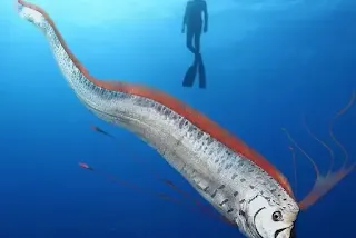 pez remo