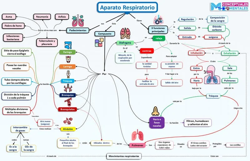 mapa conceptual del aparato respiratorio sus partes, funciones y padecimientos