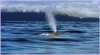 contoh hewan melakukan adaptasi tingkah laku muncul kepermukaan air untuk menghirup oksigen yaitu ikan paus