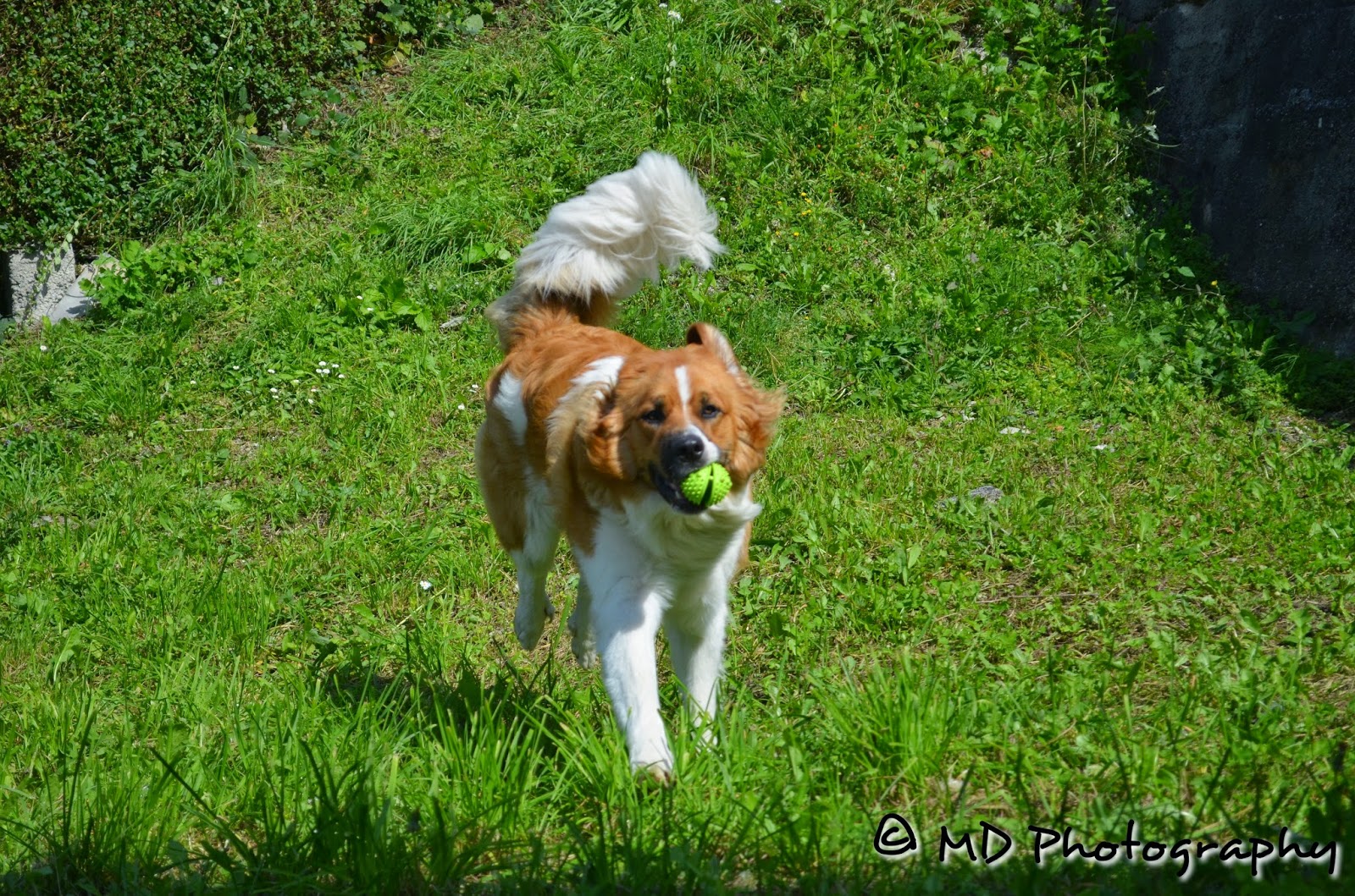 Playing Fetch 