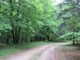 dirt road with trees