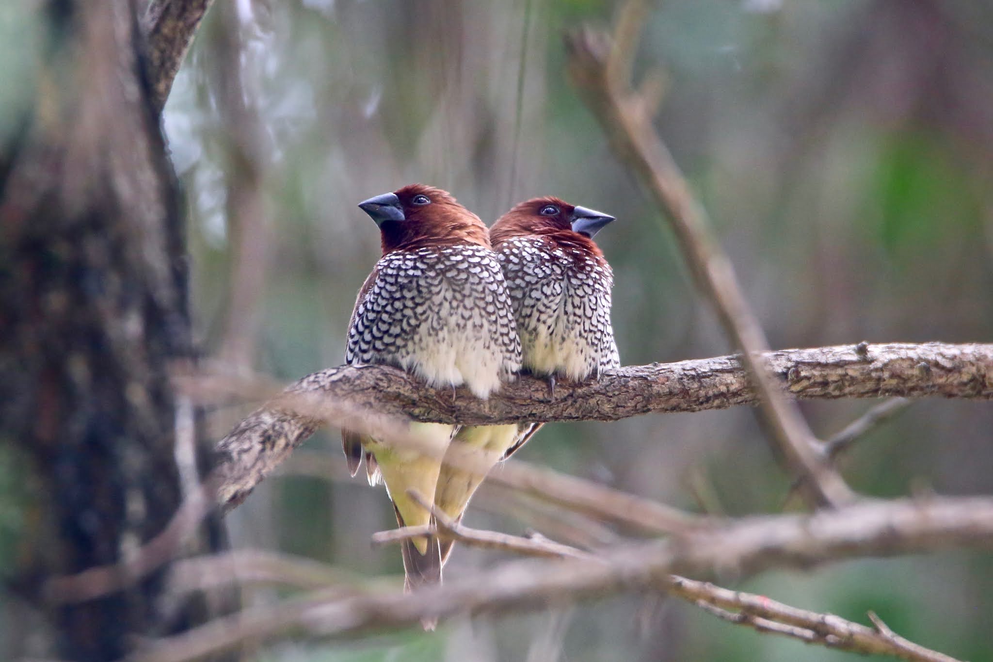 Scaly-breasted Munias birds of India large images, high resolution free