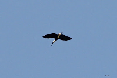 Woolly-necked Stork