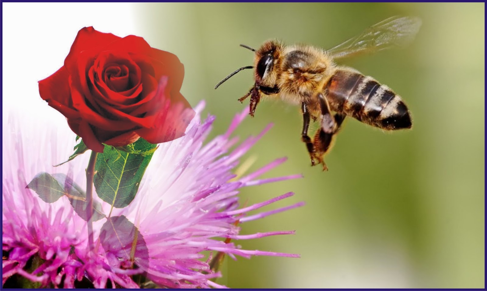 65 Gambar Lebah  Dan  Bunga  Terbaru Hoganig