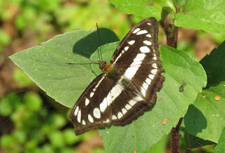 Athyma opalina orientalis, Himalayan Sargeant