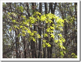 Oaks beginning to leaf out