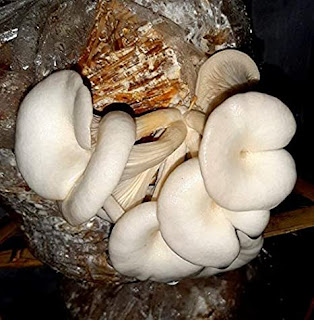 Oyster mushroom contract farming in Aurangabad