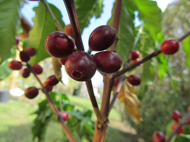 Frutti Maturi Pianta del Caffè