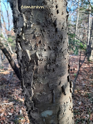 Маакия амурская (Maackia amurensis)