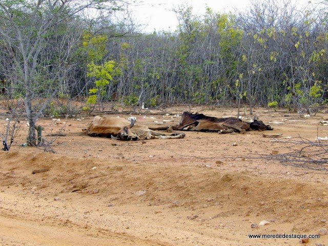 Seca já causou prejuízo superior a R$ 2 bilhões para produtores em Pernambuco