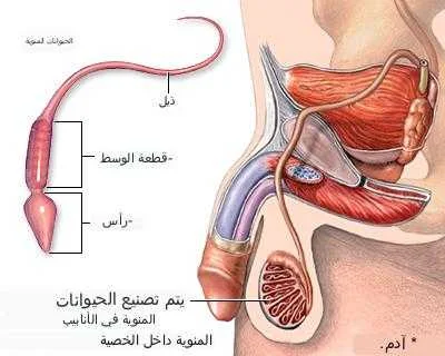 مخطط يوضح التركيب التشريحي للقضيب والحيوانات المنوية، بما في ذلك الأجزاء الرئيسية مثل الأنسجة الإسفنجية، والقناة المنوية، والحويصلات المنوية. يساعد هذا الرسم في فهم كيفية إنتاج وتدفق الحيوانات المنوية خلال العملية الجنسية.