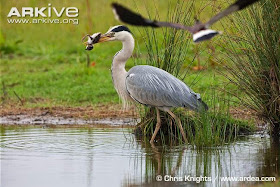 interactions between acuatic birds grey heron