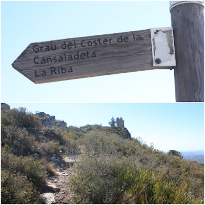 PICAMOIXONS - MIRADOR -  TURÓ D'EN MANEL - PUIGCABRER -  TORRE D'EN PETROL, corriol en direcció al Puigcabrer