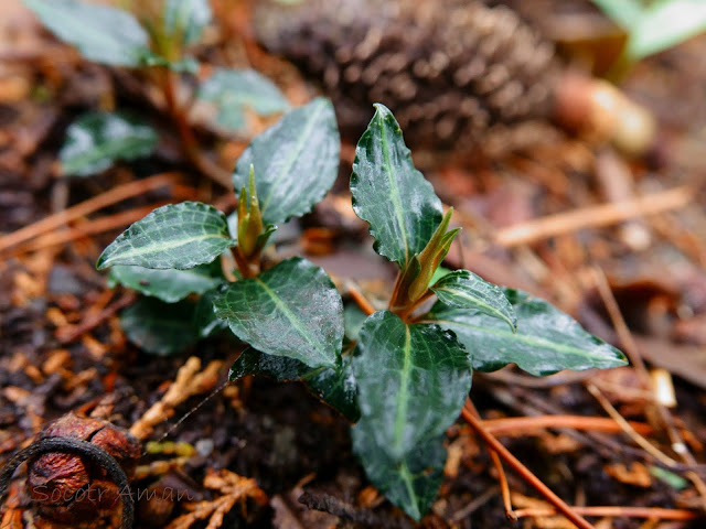 Goodyera biflora