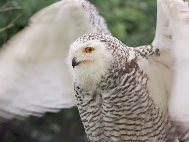 Hedwig? Eine Schneeeule