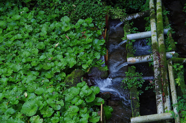 cultivo de wasabi japon curiosciencia