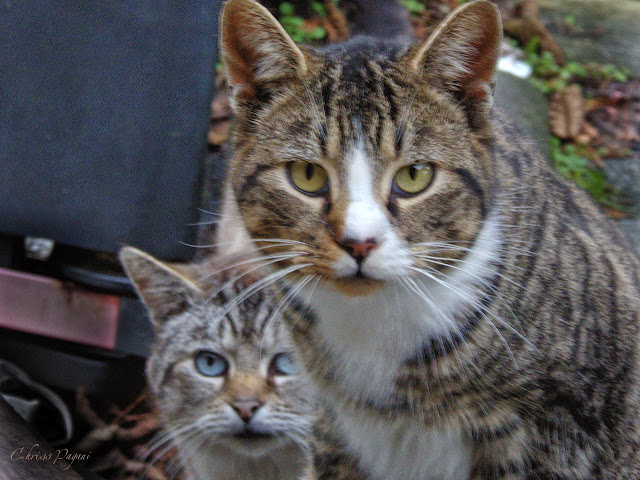 Nosy Tabby and Frankie Siamese