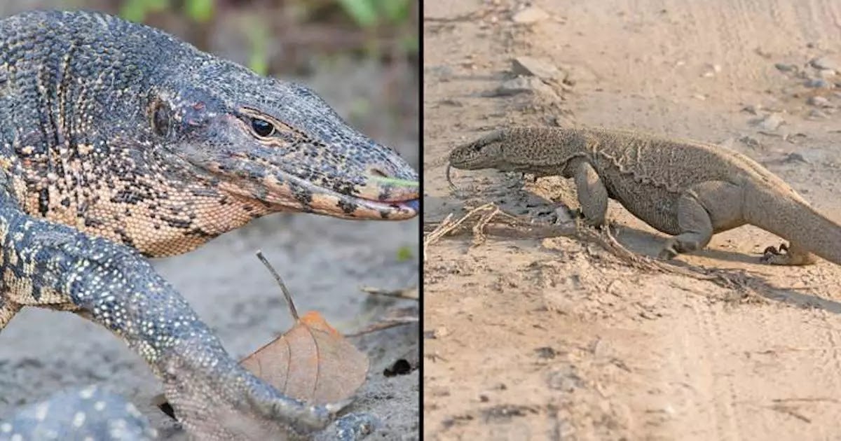 4 Indian Men Arrested After They Are Filmed Raping, Killing And Eating An Endangered Monitor Lizard