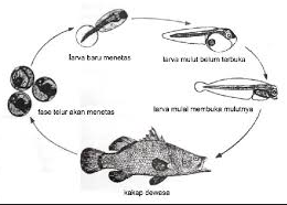  SIKLUS HIDUP IKAN  PERIKANAN