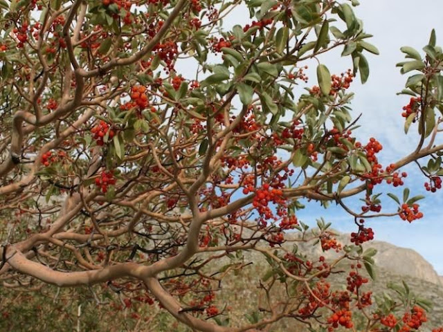 Arbutus xalapensis