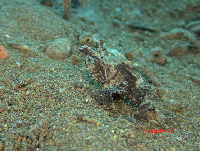 Ambon Scorpion Fish