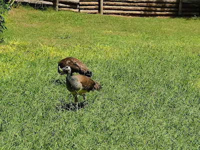 モンテ・ウルピヌ公園 (Parco di Monte Urpinu)の鳥たち