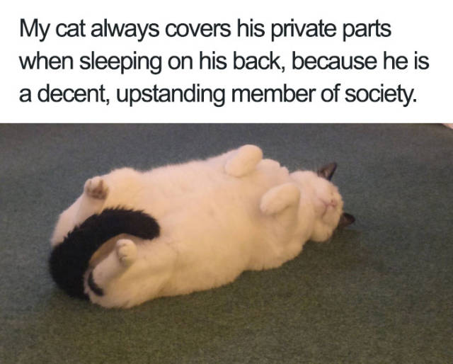 My cat always covers his private parts when sleeping on his back, because he is a decent, upstanding member of society