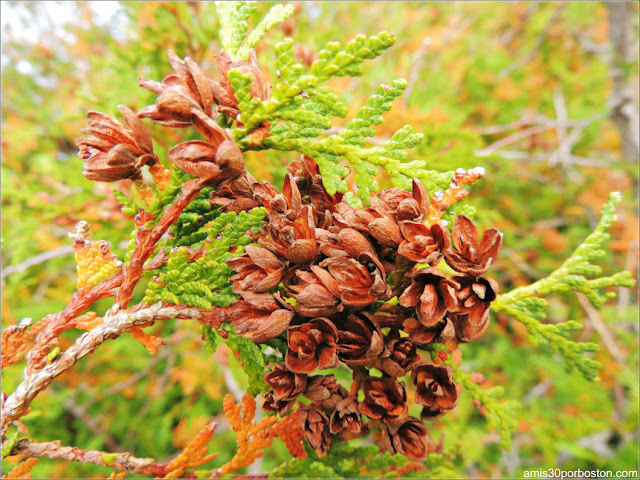 Vegetación del Parque Nacional Acadia en Maine