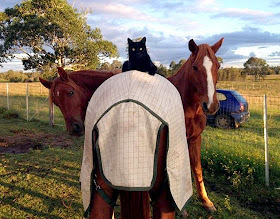 Kucing dan Kuda Kesayangannya