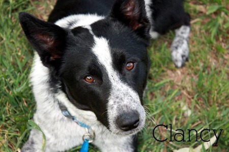 clancy2