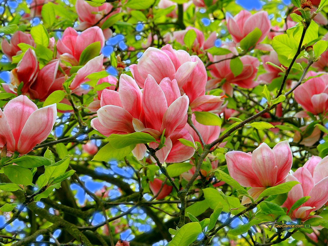 Magnolia Flower Wallpaper