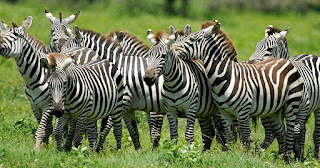 Inilah Fungsi Garis Hitam Putih Zebra