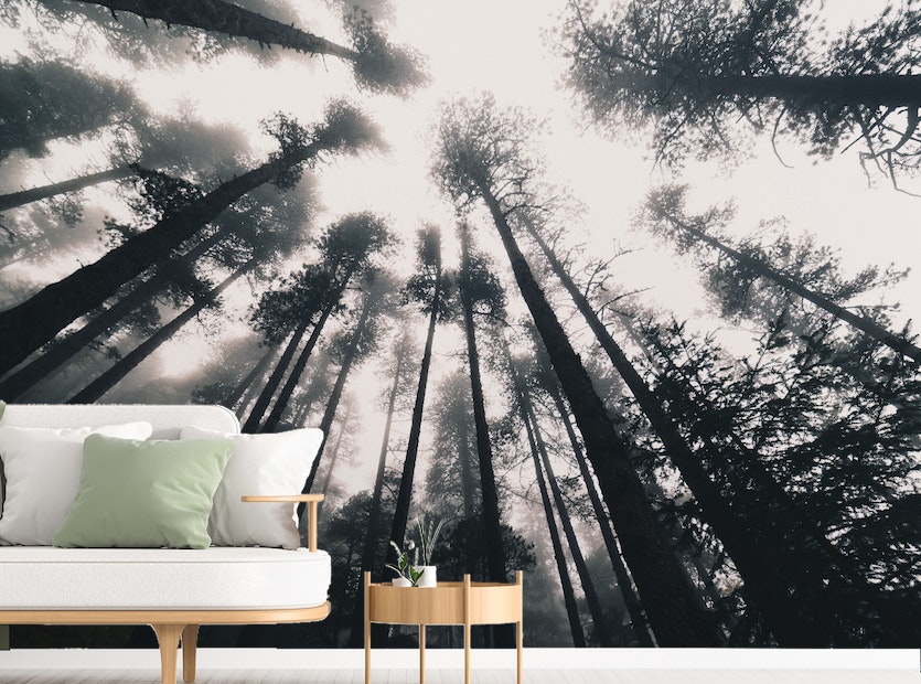 Slender Trees Wallpaper Mural