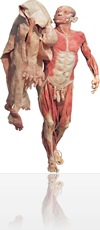 bodyworlds_holdingskin