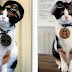 KUCING MASKOT STASIUN KRETA KISHI BERNAMA TAMA DI KUBURKAN DIJEPANG HARI INI.