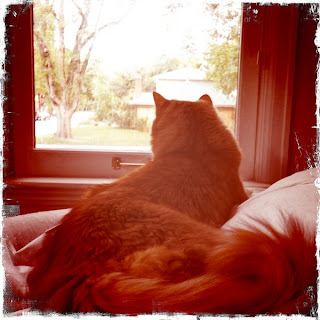 a cat looks out a window in an image taken with the iPhone app Hipstamatic