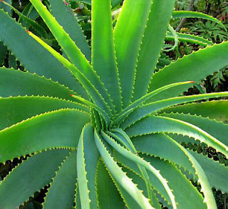 Healthy Benefits of Aloe Vera